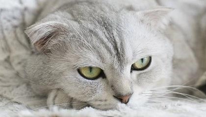 爱游戏入口-高光时刻：那些场上经典瞬间难以忘怀！，高光时刻的歌曲